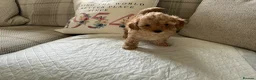 Maltipoo dogs for sale: 4 beautiful maltipoo puppies for sale - Advert 7