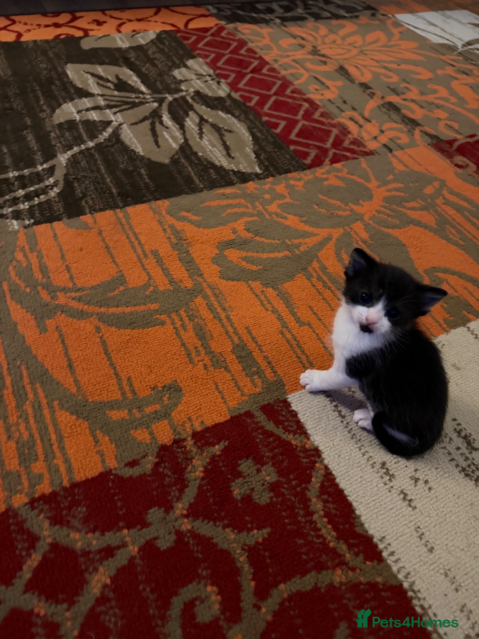 Mixed Breed Kitten 1