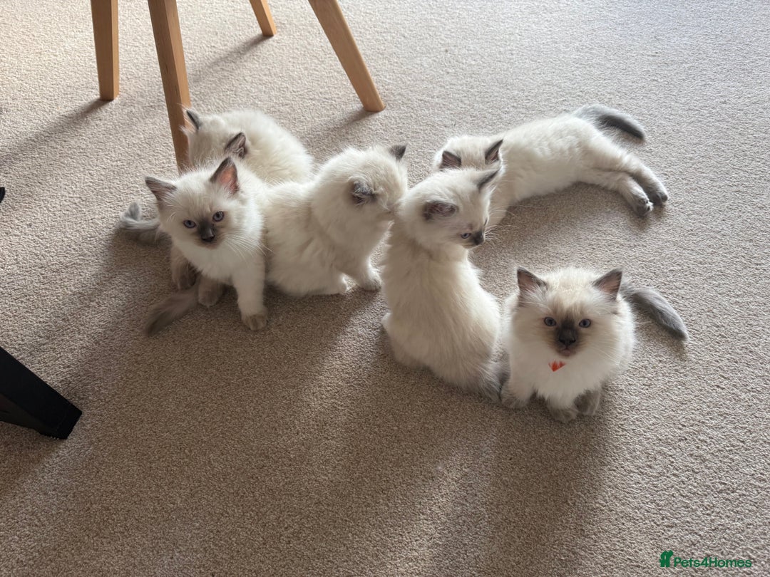 Ragdoll cats for sale: 6 Gorgeous Full Breed Ragdoll Kittens Ready to Go! - Advert 3