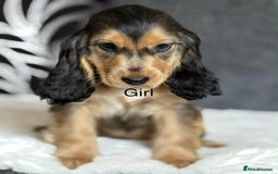 Cocker Spaniel dogs for sale: Kc registered cocker spaniels poops for sale - Image 2