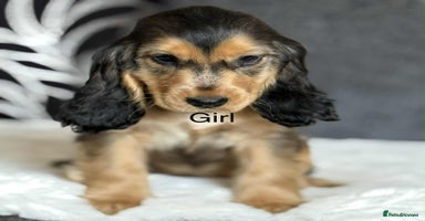 Cocker Spaniel dogs - Advert 8