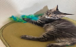 Maine Coon cats for sale: Ready Now! Pedigree Mainecoon kittens  - Image 1