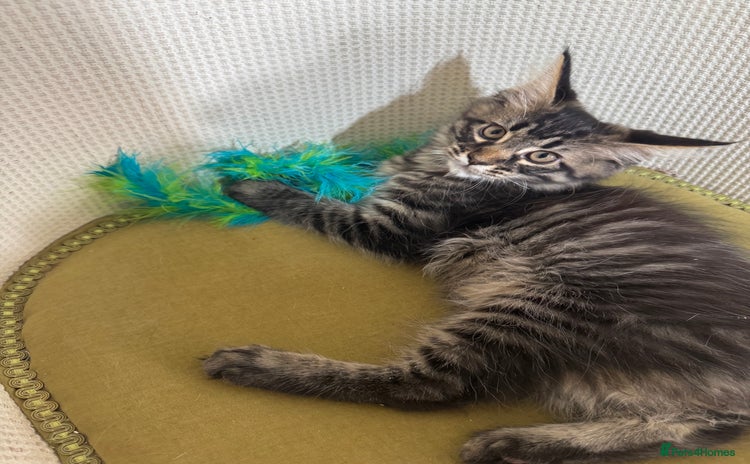 Maine Coon cats - Advert 14