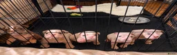English Bulldog dogs for sale: Beautiful English Bulldog Bitch Puppy  - Advert 5
