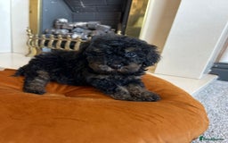 Cavapoo dogs for sale: 1 girl left 💕 f1b cavapoos ready now 🏡 - Image 15