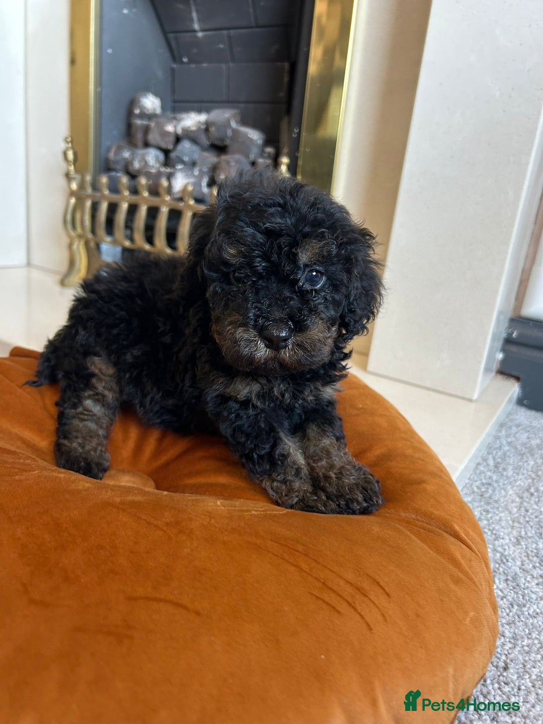 Cavapoo dogs for sale: 1 girl left 💕 f1b cavapoos ready now 🏡 - Image 15