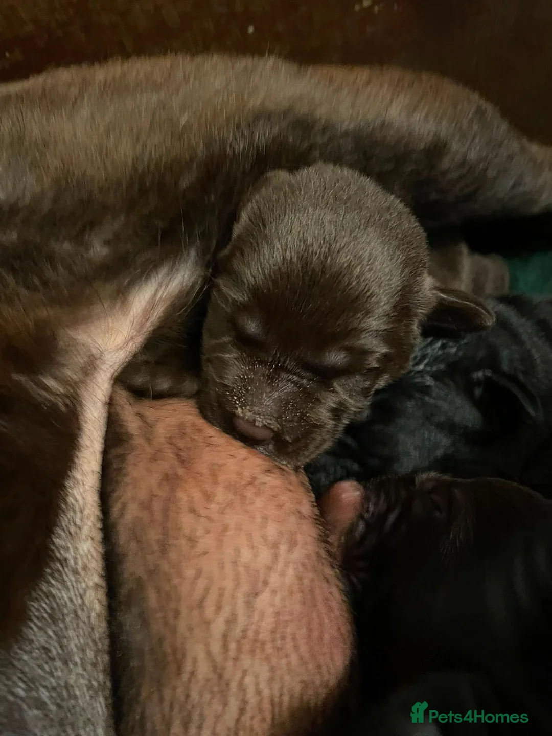 Labrador Retriever dogs for sale: GORGEOUS CHUNKY SHOW LABRADORS PUPPIES - Advert 2