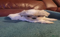 Shih Tzu dogs for sale: Ready now 🥰 Last Imperial ShihTzu Lavender Girl.  - Image 3