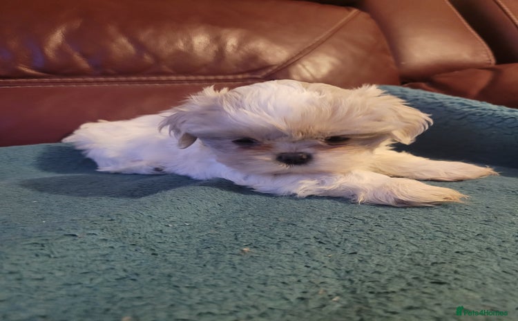 Shih Tzu dogs - Advert 6