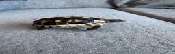 Tortoise reptiles for sale: Herman tortoise for rehoming £60 - Advert 5