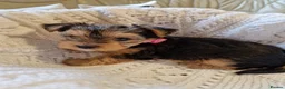 Yorkshire Terrier dogs for sale: Yorkshire Puppies for Sale - Advert 19