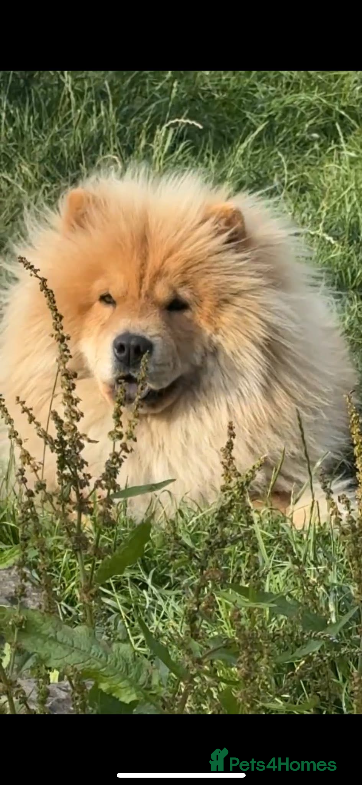 Chow Chow dogs CHOW CHOW PUPPIES  - Advert 5