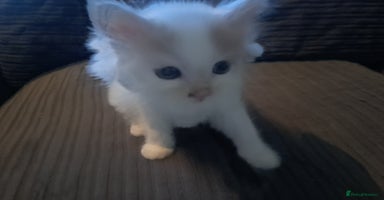 Mixed Breed cats - Advert 5