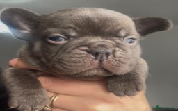 French Bulldog dogs for sale: Beautiful frenchies for sale  - Advert 5
