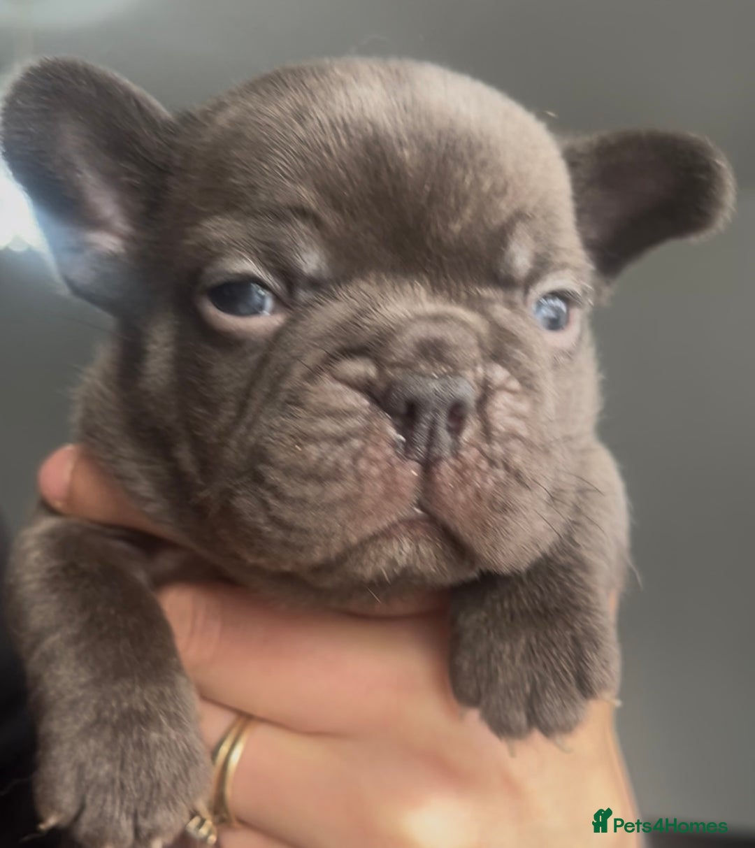 French Bulldog dogs for sale: Beautiful frenchies for sale  - Advert 5