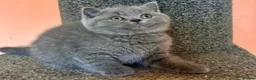 British Shorthair cats for sale: Stunning BSH kittens for sale!! - Advert 4