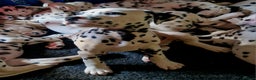 Dalmatian dogs for sale: ❤️Exceptional fully hearing KC Dalmatians❤️ - Advert 2