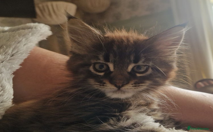 Maine Coon cats - Advert 8