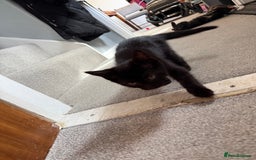 RagaMuffin cats for sale: Ragamuffin kittens  - Image 23