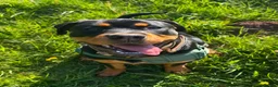 Rottweiler dogs for sale: 8mnth old Rottweiler  - Advert 9