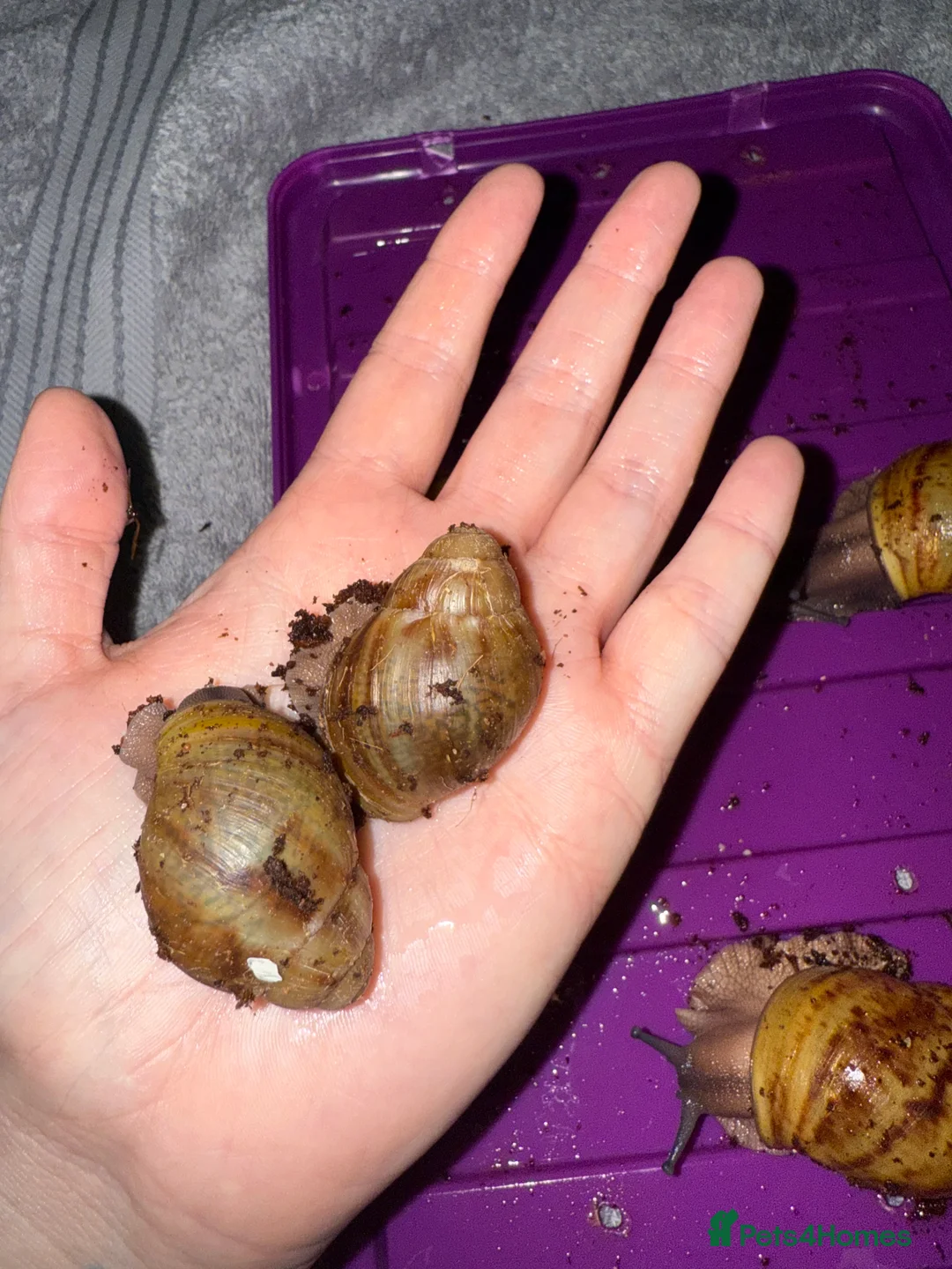 Snails invertebrates for sale: Ovum snails  - Advert 3