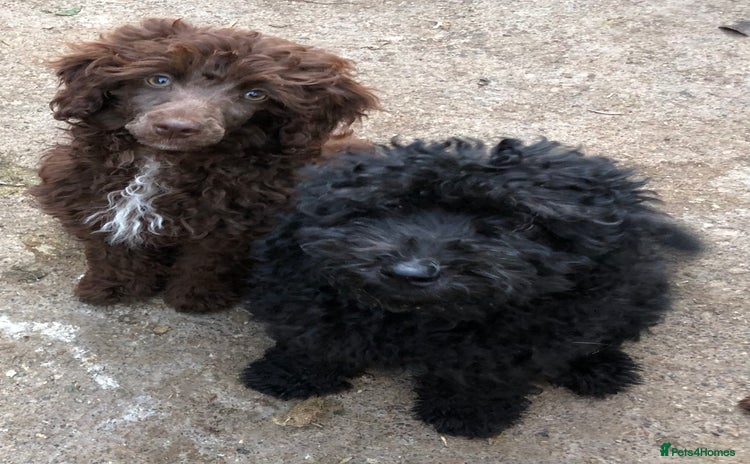 Mixed Breed dogs in Prestatyn - Advert 10