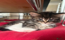 Domestic Shorthair cats for sale: Adorable Kittens - Advert 11