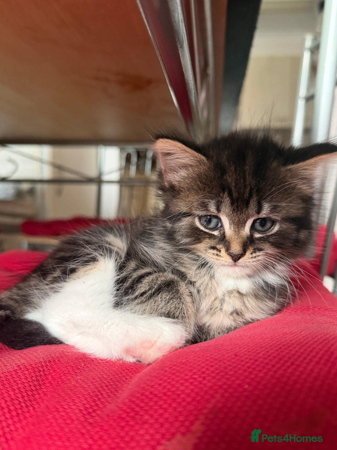 Domestic Shorthair cats for sale: Adorable Kittens - Advert 11