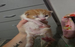 Mixed Breed cats for sale: Beautiful Fluffy Kittens 2 Boys 1 Girl - Image 10
