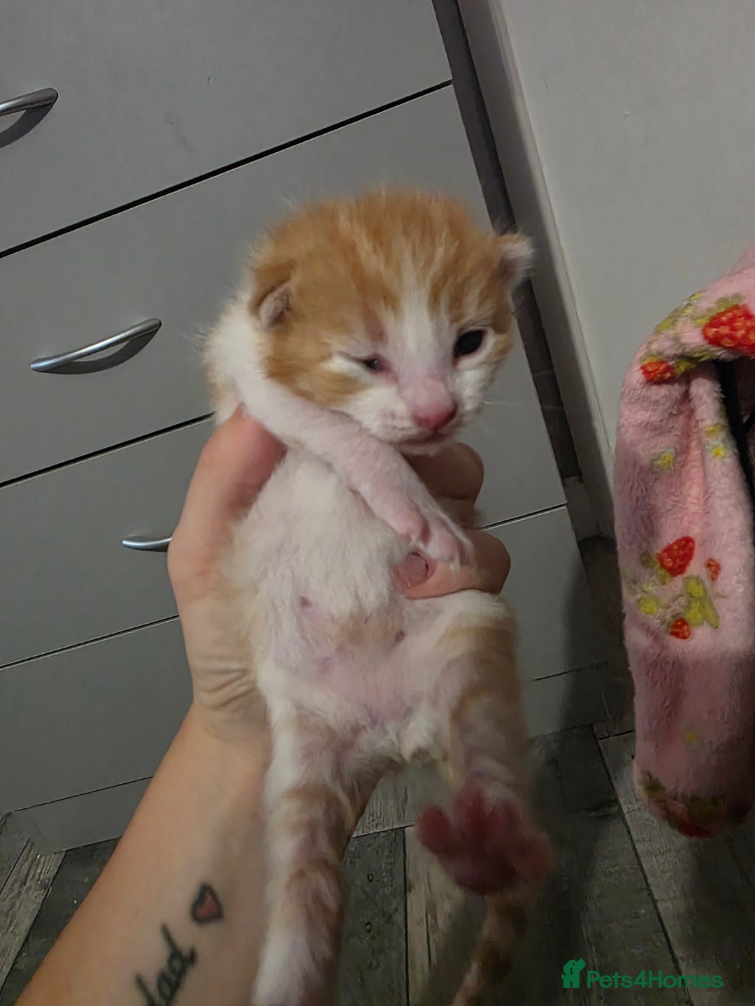 Mixed Breed cats for sale: Beautiful Fluffy Kittens 2 Boys 1 Girl - Image 10