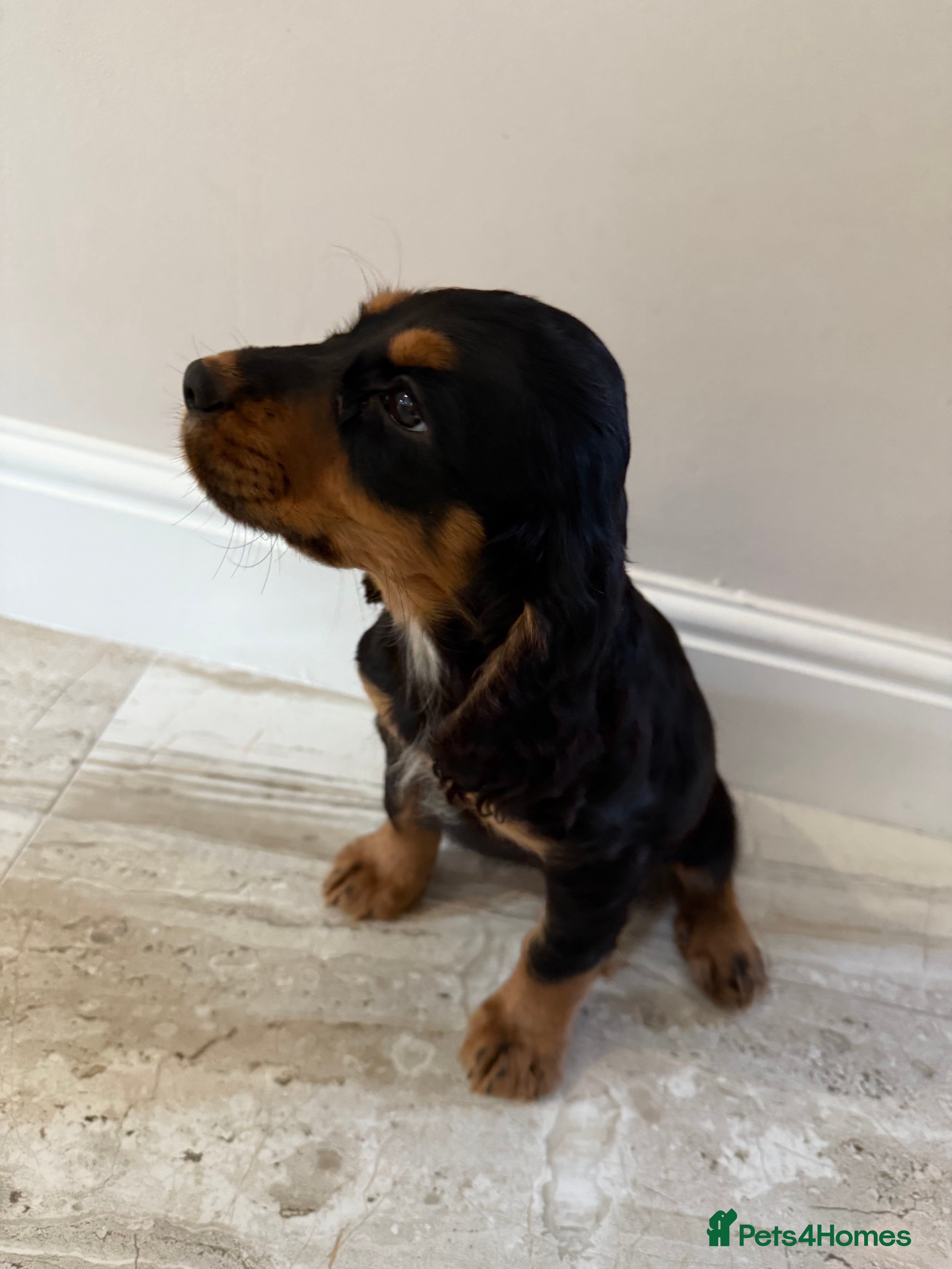 Cocker Spaniel dogs 2 girls left! Litter of 6 adorable kc reg puppies  - Advert 10