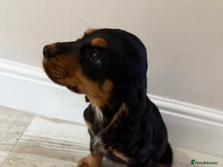 Cocker Spaniel dogs 2 girls left! Litter of 6 adorable kc reg puppies - Advert 10