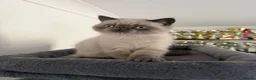 Exotic cats for sale: Beautiful Exotic x Persian Blue Point Boy 🌟 - Advert 4