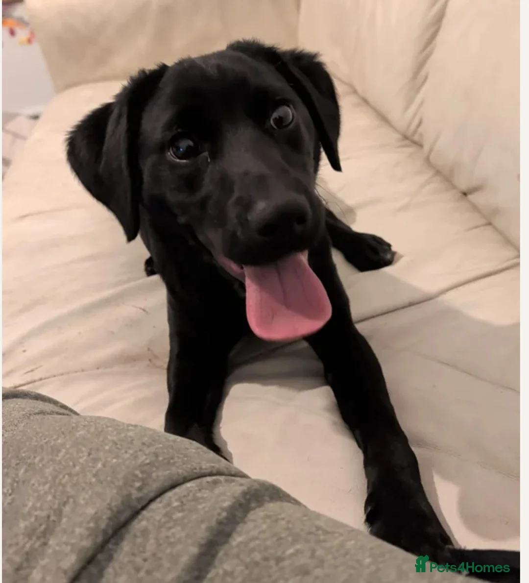 Sprollie dogs for sale: Urgent Loving Home Needed for Pancake - Advert 1