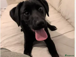 Sprollie dogs Urgent Loving Home Needed for Pancake - Advert 18