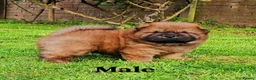 Chow Chow dogs for sale: Crufts and European champions litter  - Advert 10