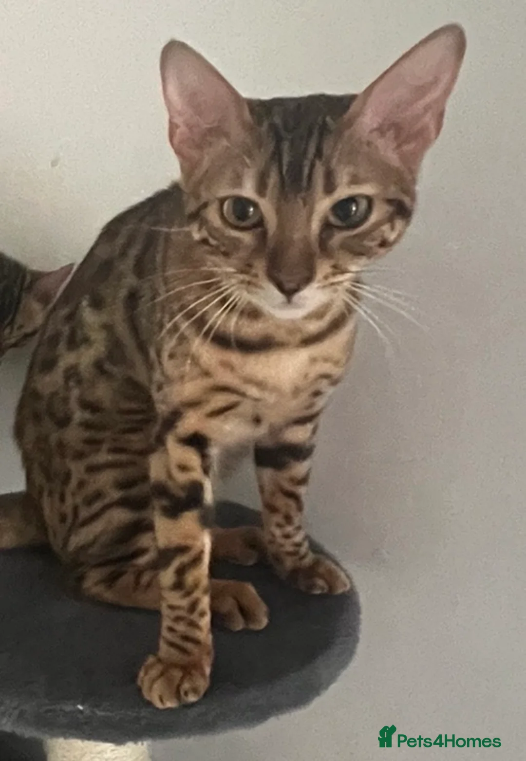 Bengal cats for sale: 2 pure bengals bond pair for sale  - Advert 8