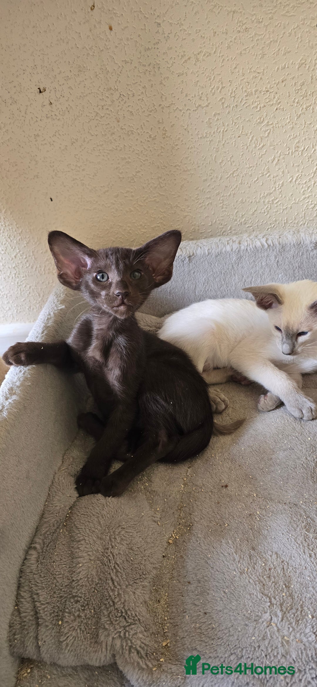 Oriental cats for sale: Oriental kittens  - Image 3