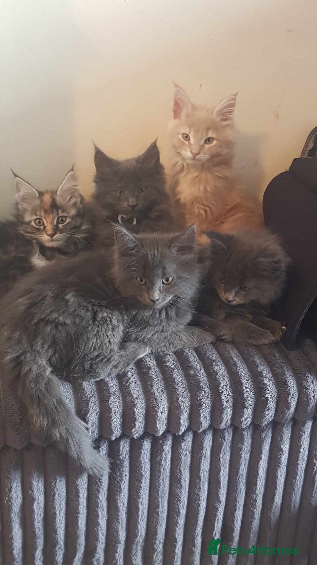Maine Coon cats for sale: 5 beautiful maine coon ready to go - Advert 12