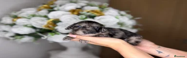 Cockapoo 1