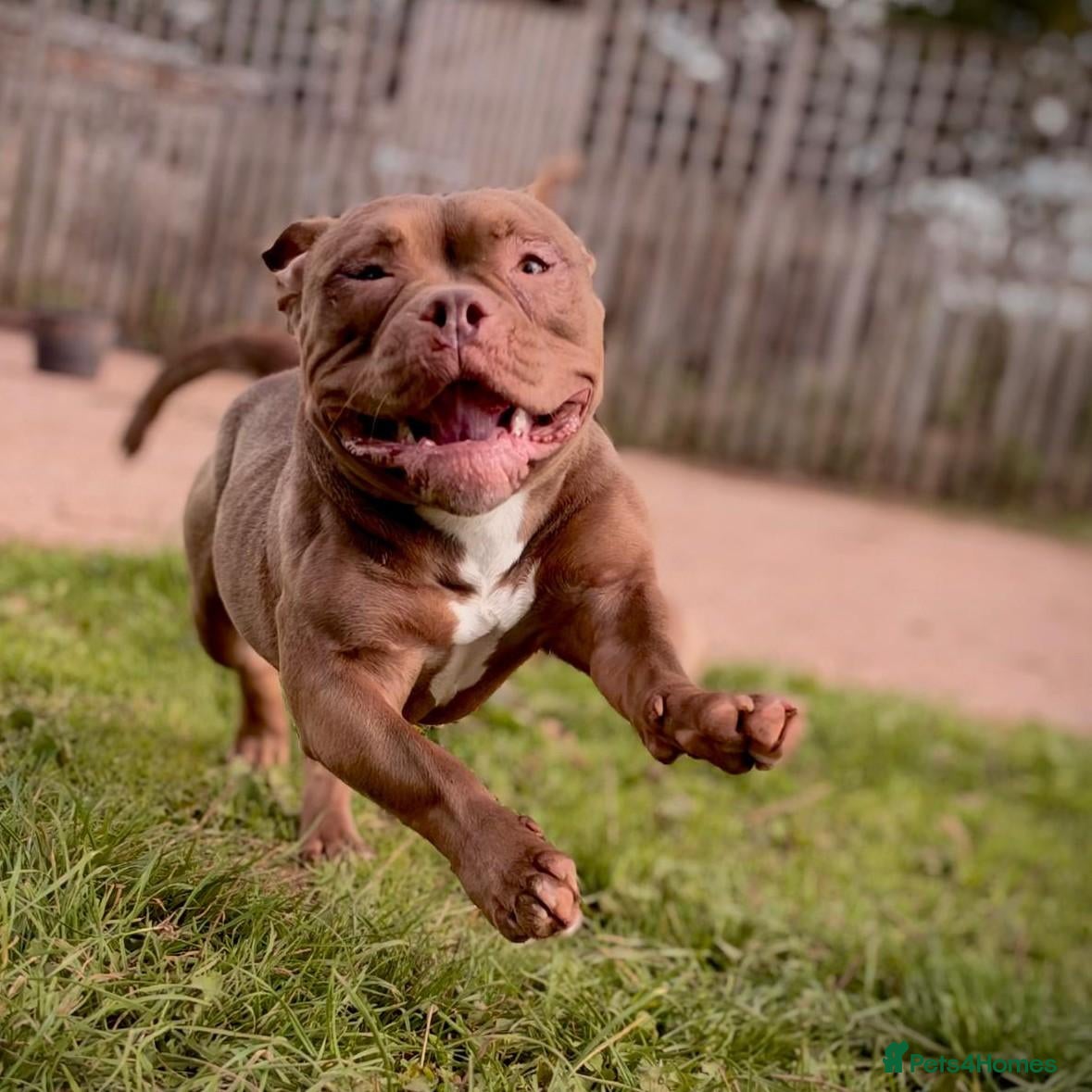 Mixed Breed dogs Libby - American Pocket Bully for Adoption - Advert 5