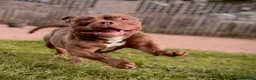 Mixed Breed dogs for adoption: Libby - American Pocket Bully for Adoption in Bristol - Advert 1