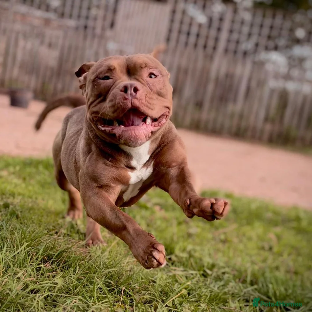 Mixed Breed dogs for adoption: Libby - American Pocket Bully for Adoption in Bristol - Advert 1