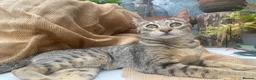 Savannah cats for sale: FULL PEDIGREE SAVANNAH girl KITTEN F5 SBT - Advert 6