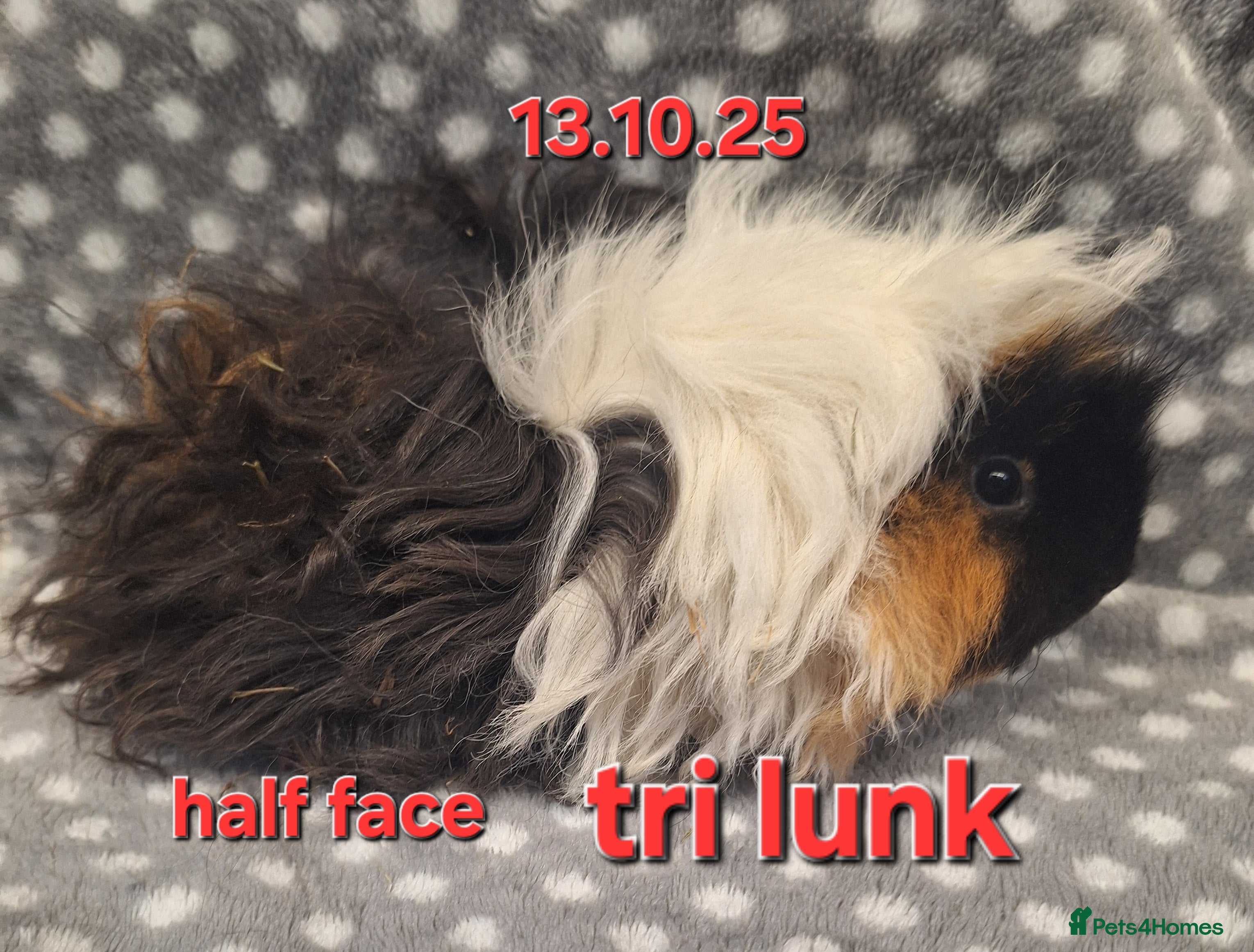 Guinea Pig rodents Baby female guinea pigs - Advert 19