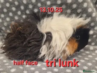 Guinea Pig rodents Baby female guinea pigs - Advert 7