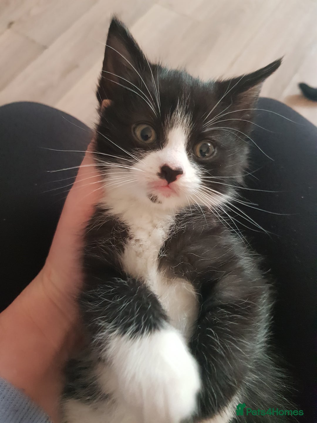 Mixed Breed cats for sale: Male tuxedo kitten - Advert 2
