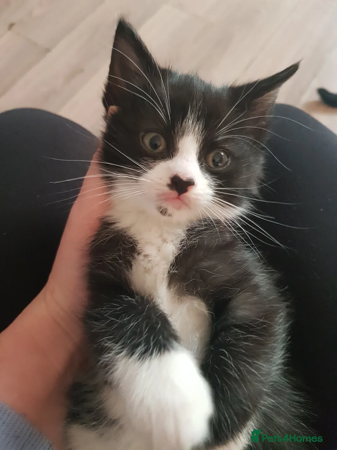 Mixed Breed cats for sale: Male tuxedo kitten - Advert 2