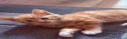 Mixed Breed cats for sale: 5 gorgeous kittens! in Westcliff-on-Sea - Advert 4