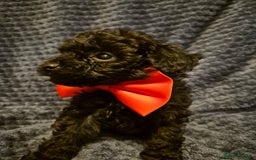 Toy Poodle dogs for sale: Toypoodle  - Image 4